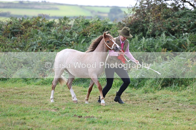 3E7A5634 - In Hand Championship