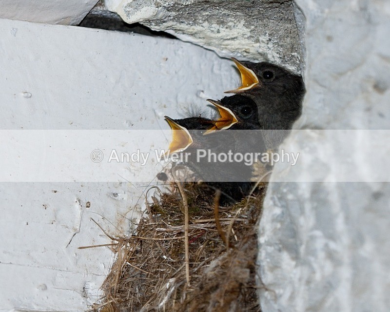 20080723-060 - Redstart
