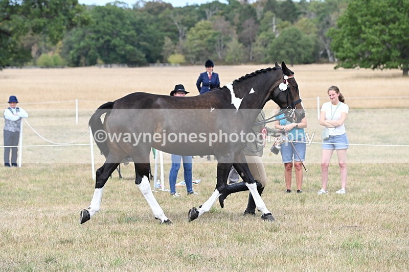 WJ6_6364 - Class 19 In-hand Veterans (Uploaded correct folder)