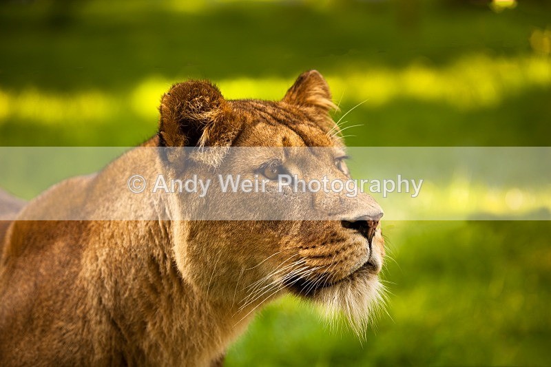 20120903-_MG_9620-1372 - Captive Animals