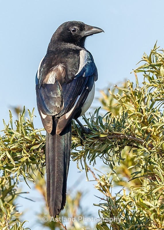 Astland Photography, Bird and Wildlife Images, Susan and Peter Wilson, U.K.