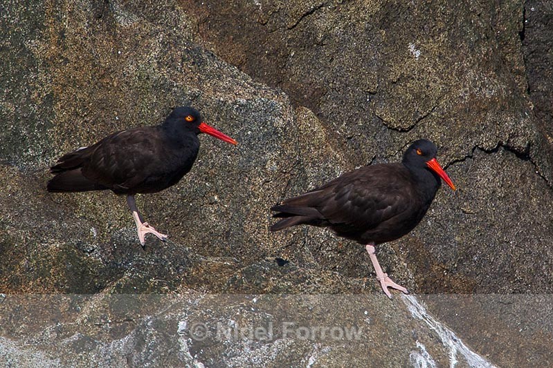Black Oystercatchers perched on a rock in Resurrection Bay, Alaska - Black Oystercatcher