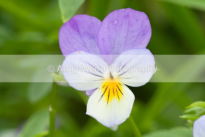 20080816-WE 003 - Plants and Flowers