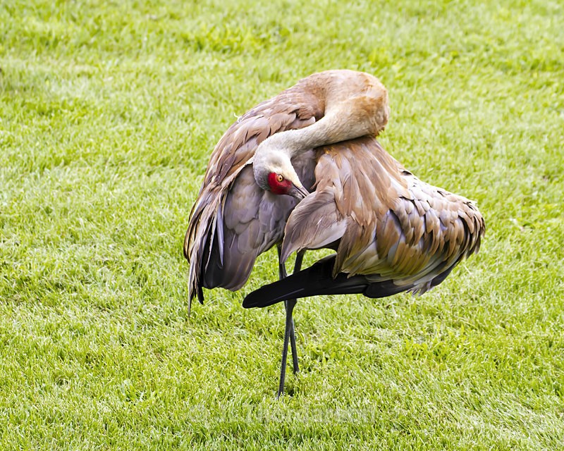  - Sandhill Cranes