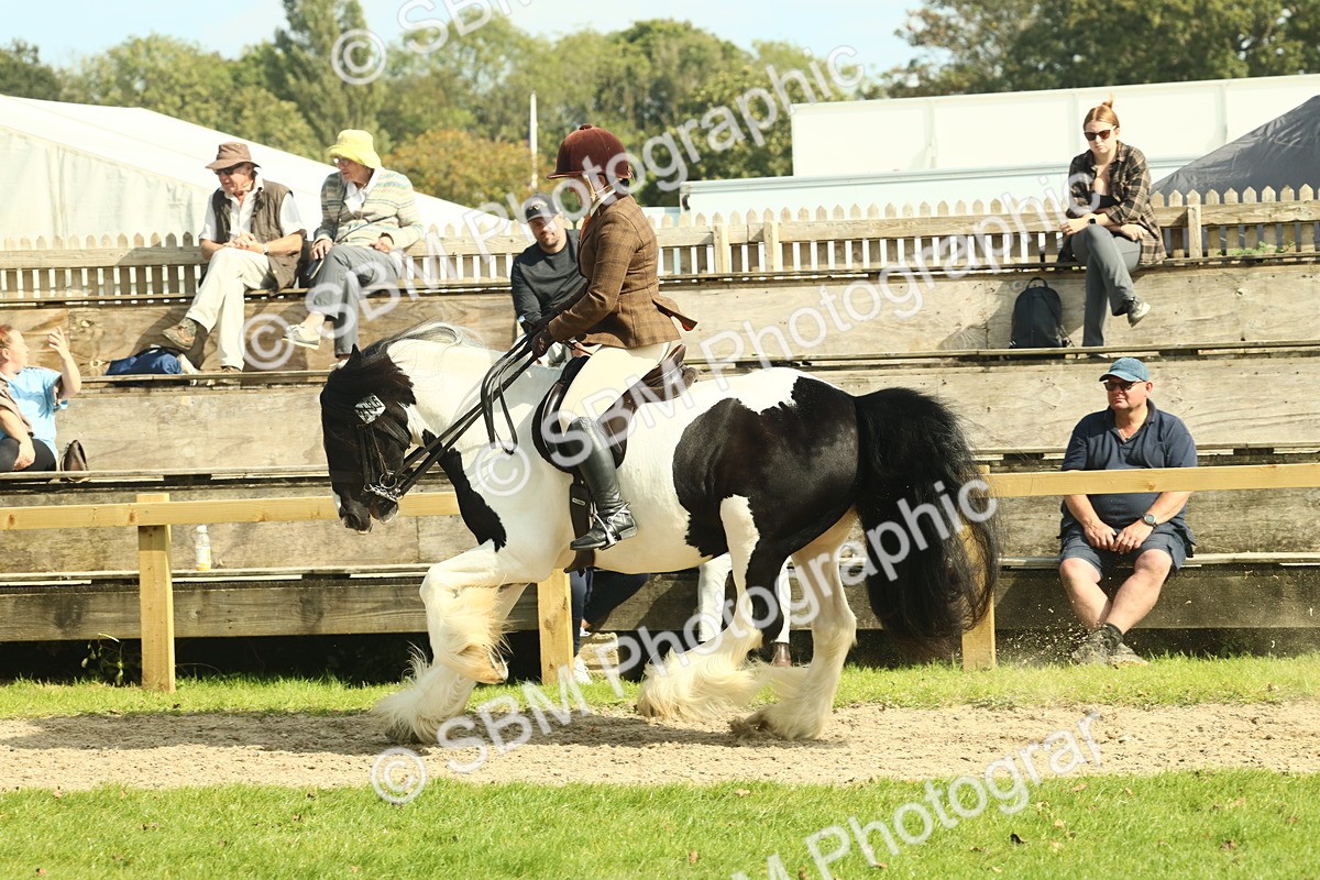 SBM_68801 - S58 - Mini Show Cob Ridden