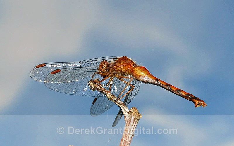 Autumn Meadowhawk (female) - Dragonflies of Atlantic Canada