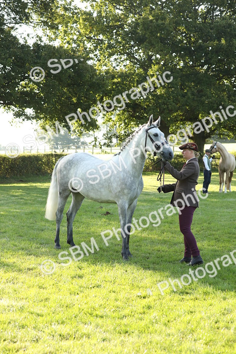 SBM_57959 - S42 - Youngstock