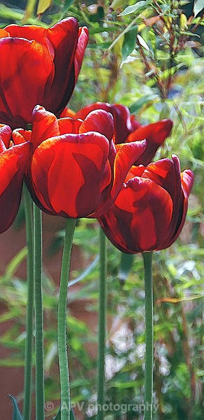 Tall Tulips - DL Size Cards