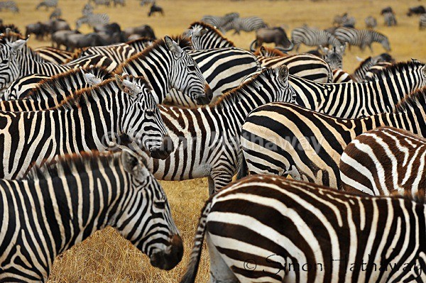  - Tanzania