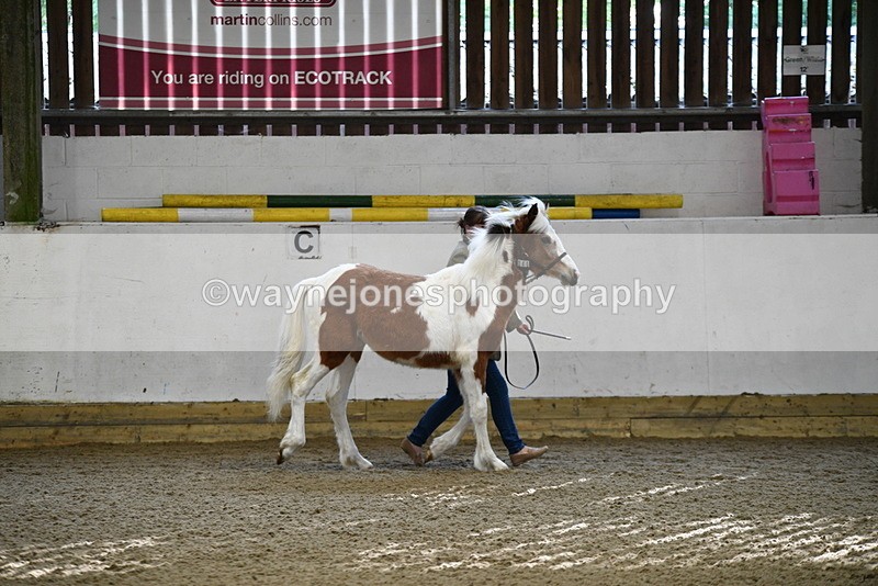 WJ5_3389 - Class 1 Youngstock