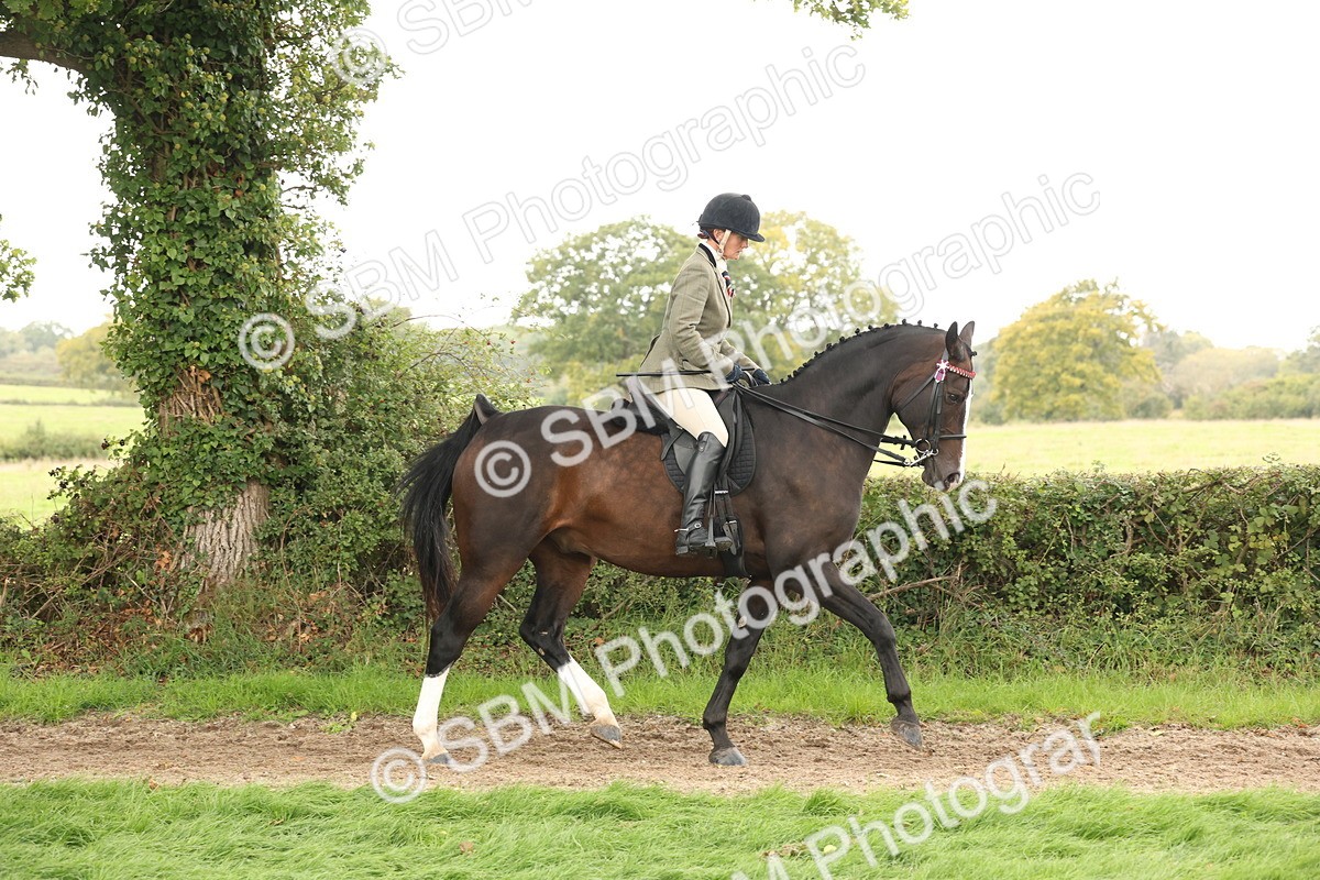 SBM_64163 - S65 - Riding Horse & Hack & Thoroughbred Ridden
