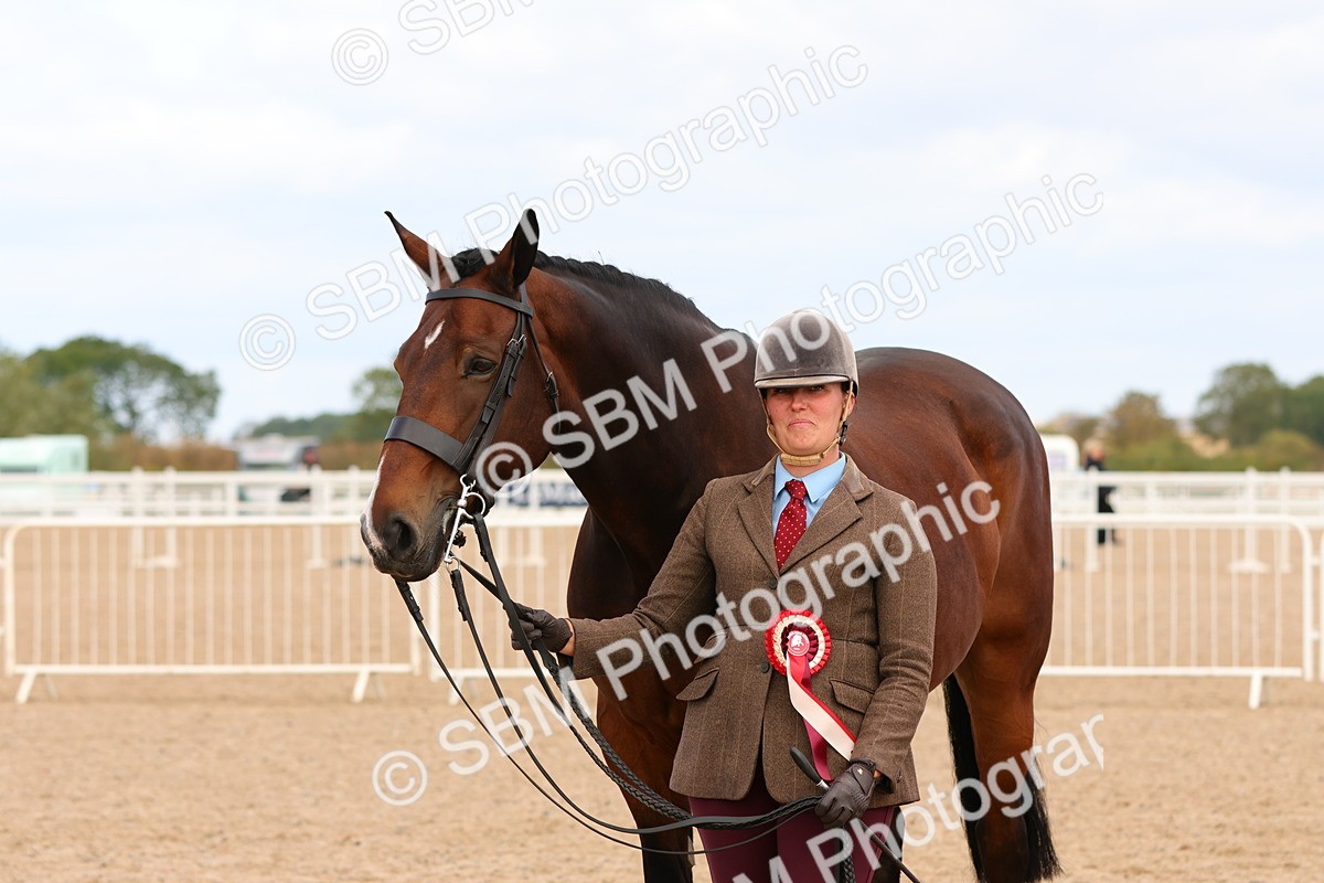 SBM_12361 - Class 210 - IH Show Horse