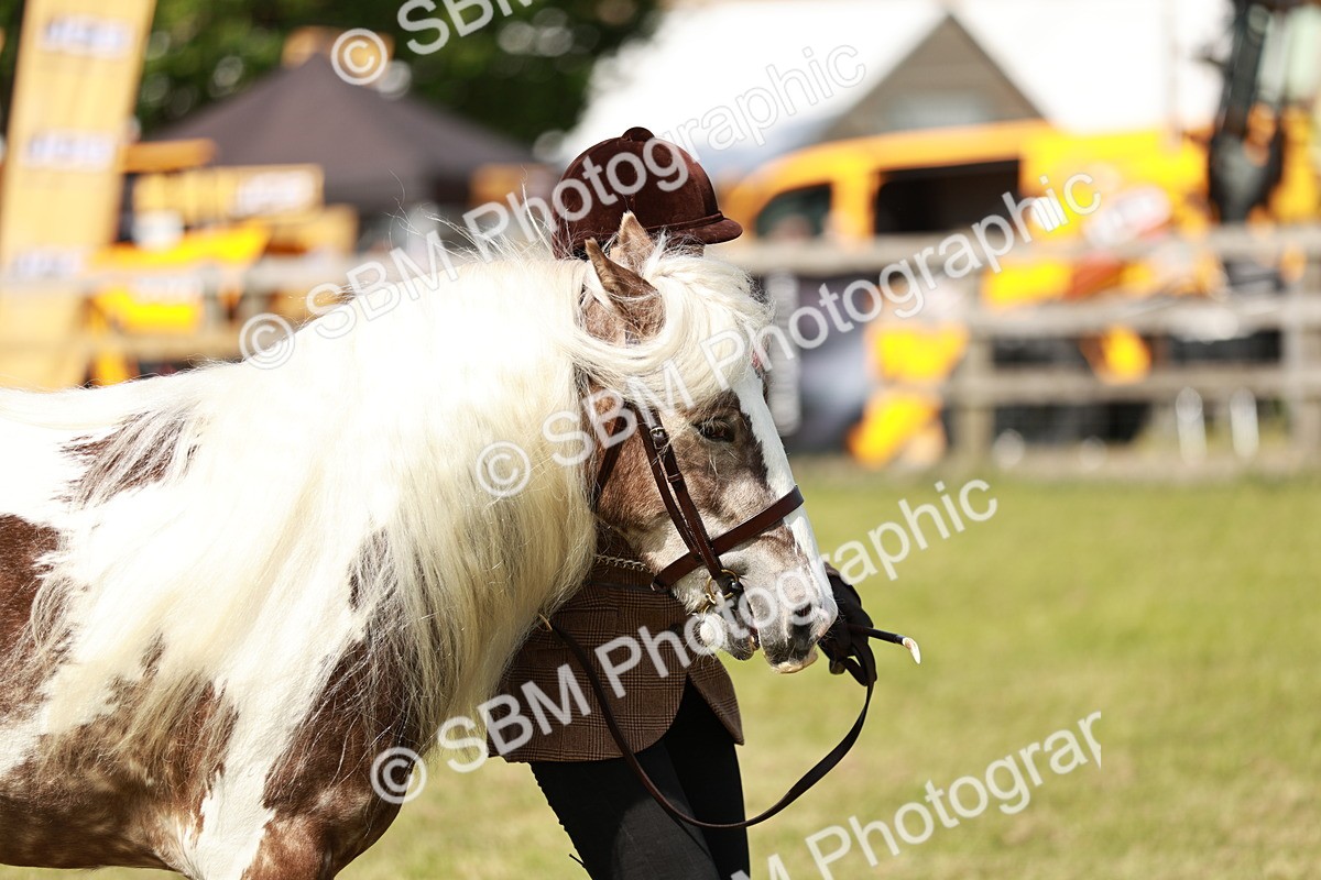 SBM_08842 - Class 63-65 - Traditional Gypsy Cobs In Hand & Ridden