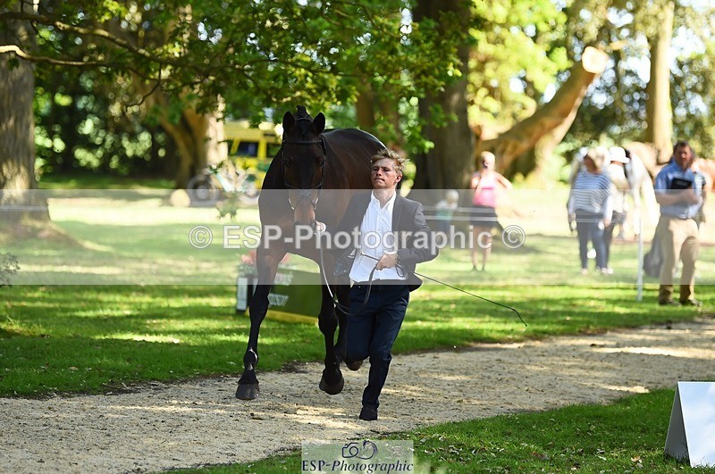 230524-161638-00806 - 262-TREAMBLE-Finn_Healy-WEDTrotUp+DR