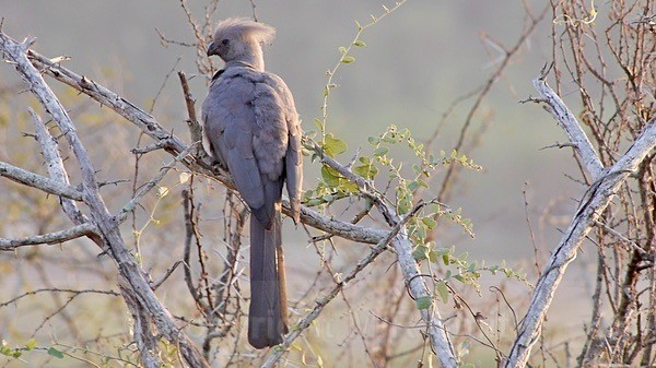 Grey Lourie, Also Known As The Go Away Bird - SA - BIRDS & INSECTS