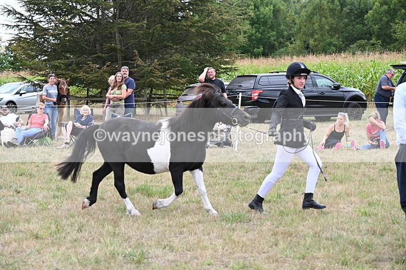 WJ6_5545 - Class 18 In-hand Coloured