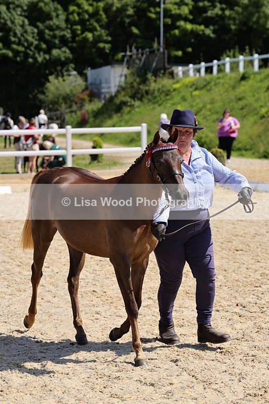 1X9A1108 - Class 8: Open Show/Hunter Pony not to exceed 153cm
