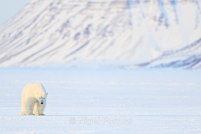 Male Polar Bear, mountain background, Svalbard, Norway - Polar Bear