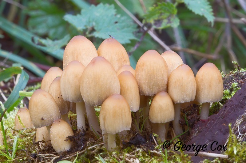 Sulphur Tuft Hypholoma fasciculare