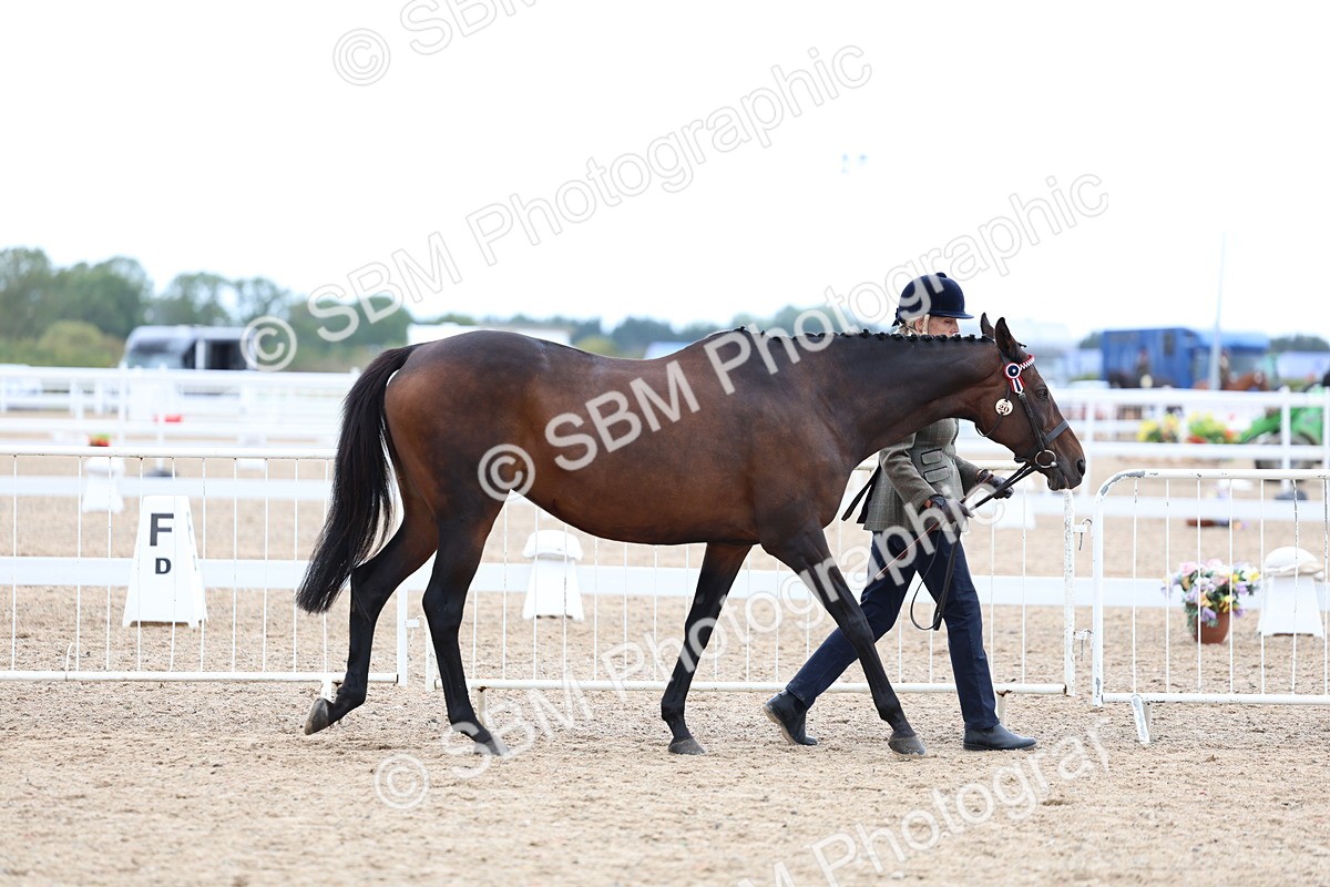 SBM_05687 - Class 28 - IH Veteran Horse