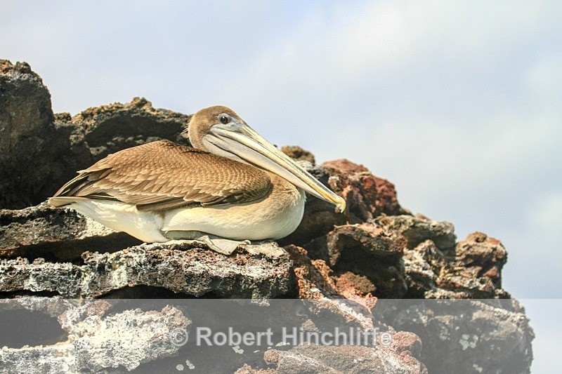 Brown Pelican - Blank Cards