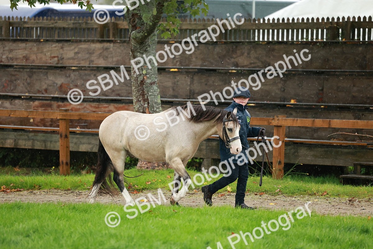 SBM_34924 - S10 - Best In Hand Horse & Pony