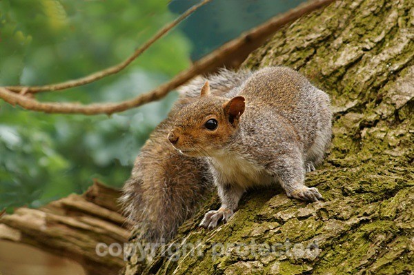 Grey Squirrel - Sherwood Forest - Nottinghamshire - Mammals