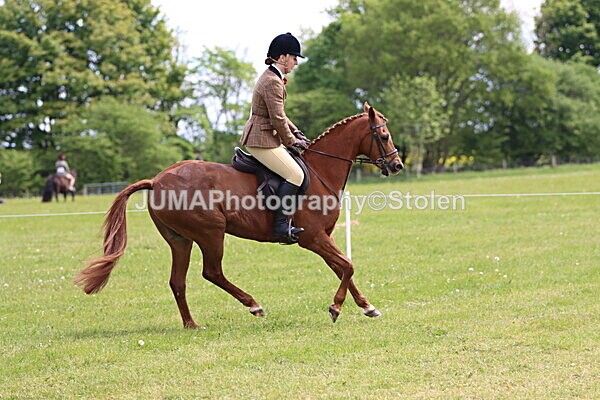 IMG_2973 - Working Hunter