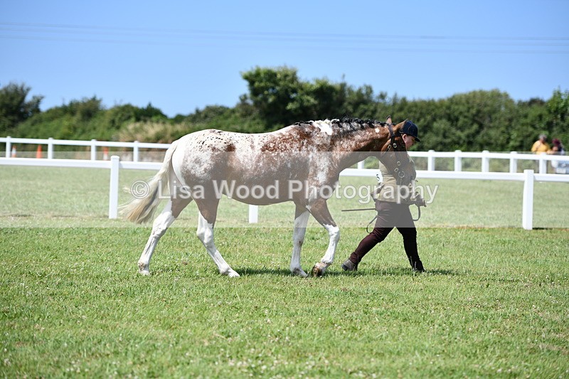 DSC_7450 - Class 63: Coloured Horse Youngstock