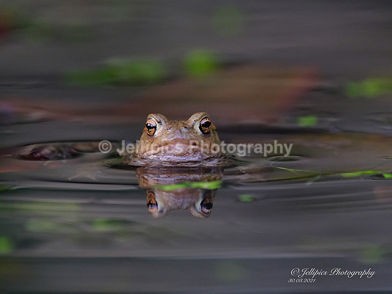  - Wildlife and Nature