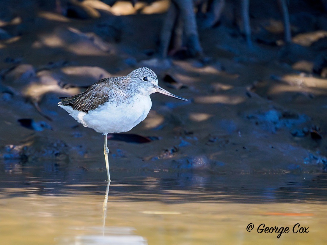 Greenshank - Gambia 2025