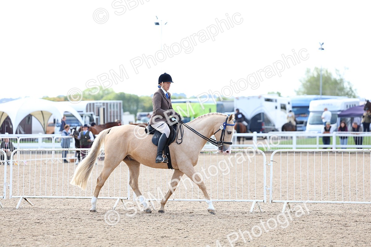SBM_11191 - Class 306 - Ridden Foreign Breeds - Part Bred