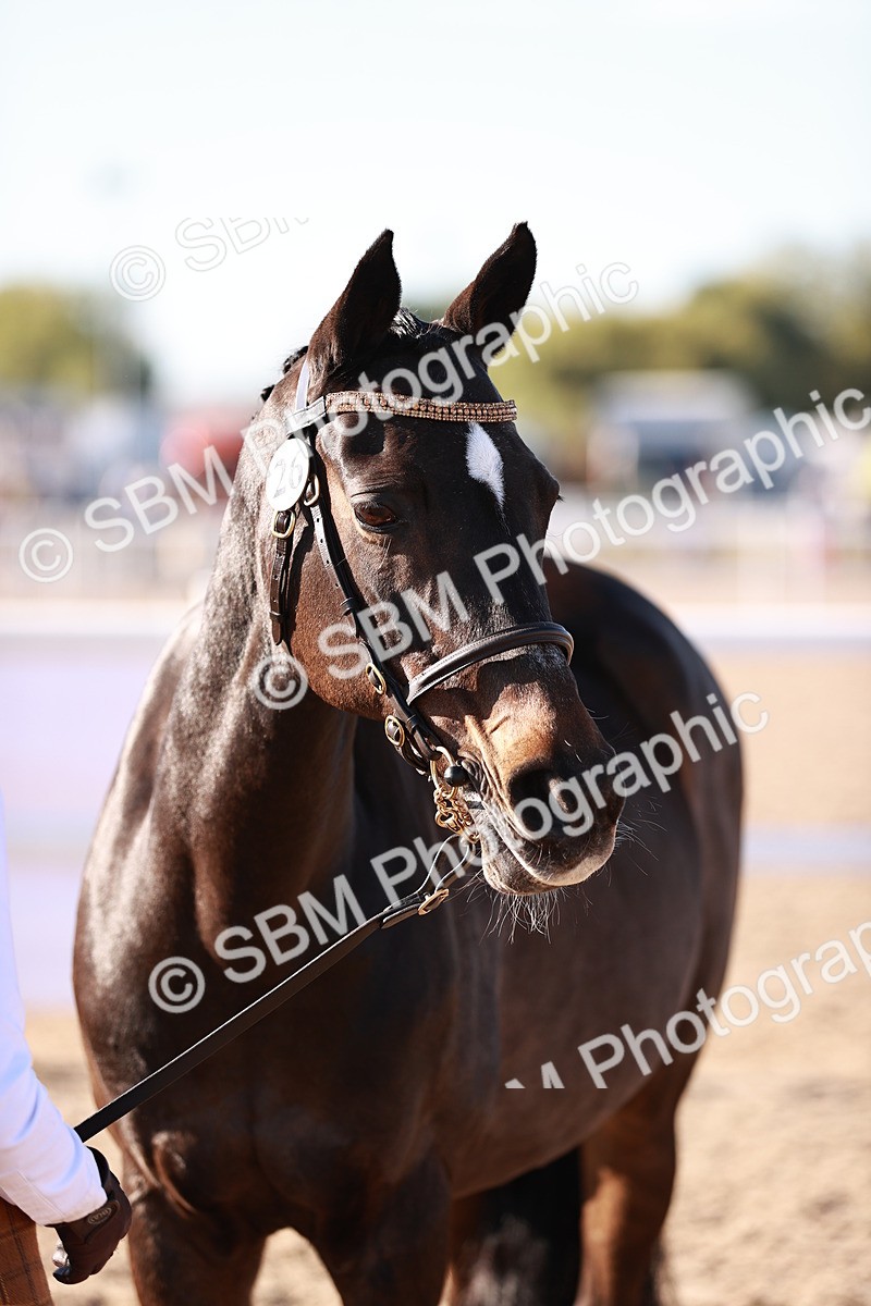 SBM_11443 - Class 402 - IH  Veteran pony