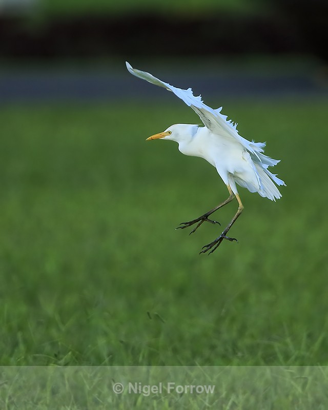 Cattle Egret landing on grass, Kauai - Cattle Egret