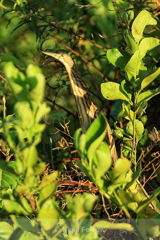 Yellow Bittern (juvenile), Mekong Delta, Vietnam - Yellow Bittern