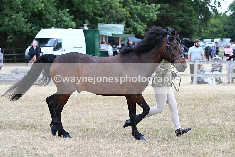 WJ7_9523 - Class 5 Most Handsome Gelding (up to 14.2hh)