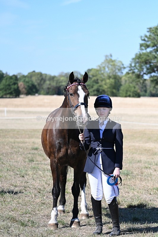 WJ7_1673 - Class 42 Most Handsome Gelding