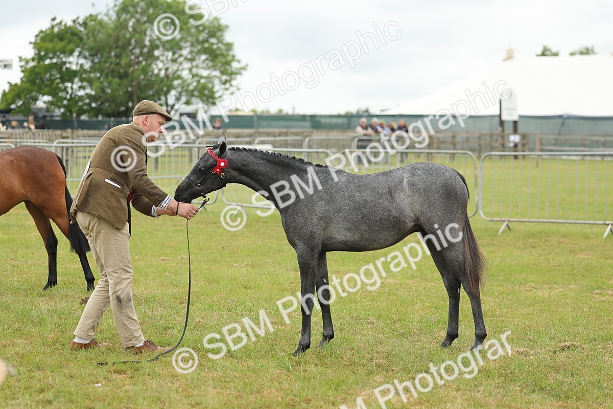 SBM_05575 - Class 68-73 - Riding Pony Breeding