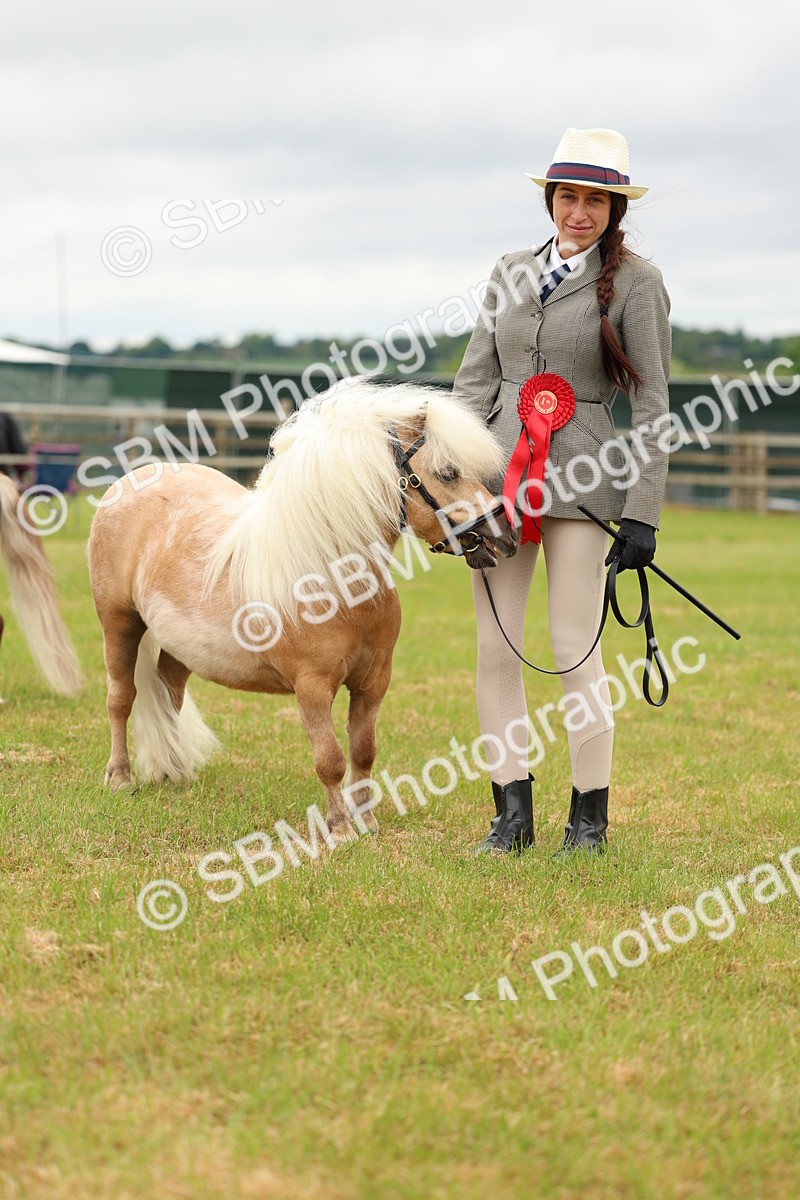 SBM_04486 - Class 64-67 - Shetland Pony In Hand