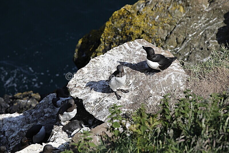 _56A7248 - Skomer 2019