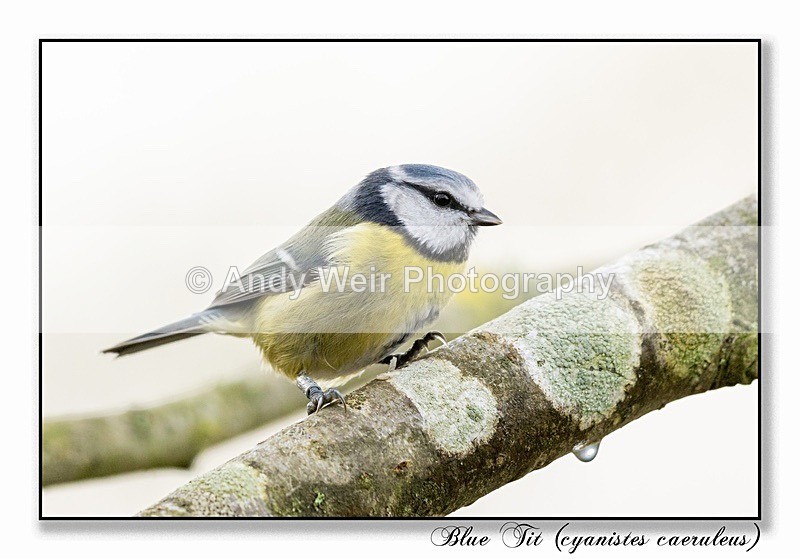 191119-7D-8E0A1223-Edit - Tits