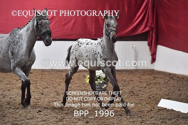 BPP_1996 - AFTERNOON 12.30 - 3.30PM