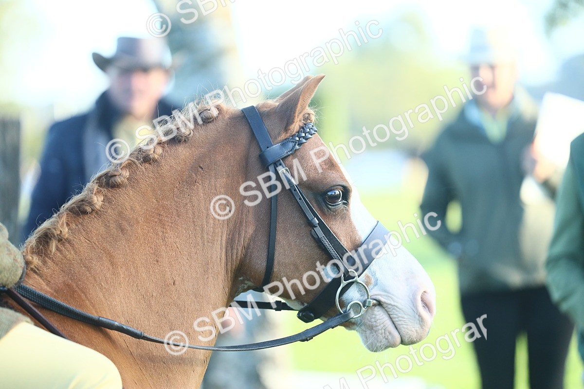 SBM_31810 - S28 - Nursery Stakes Working Hunter Pony