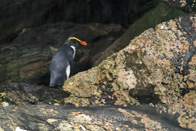 Fiordland Crested Penguin in a cave - Fiordland Crested Penguin
