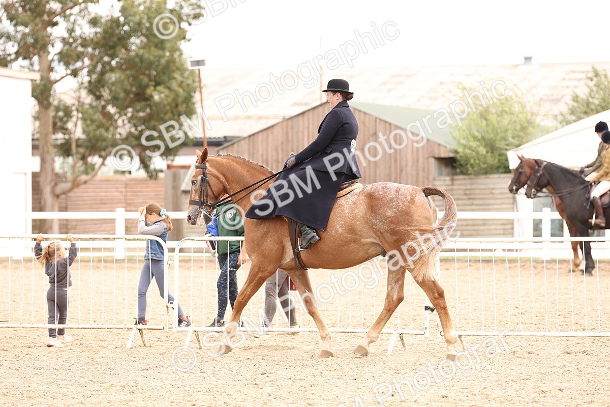 SBM_16415 - Class 211 - Best Side Saddle Horse - Pony