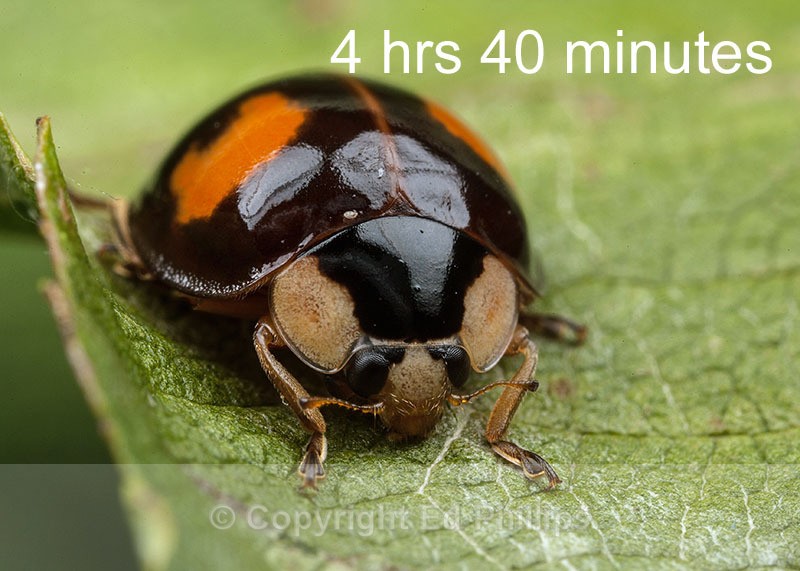 Harlequin Ladybird - Harmonia axyridis (Harlequin Ladybird)