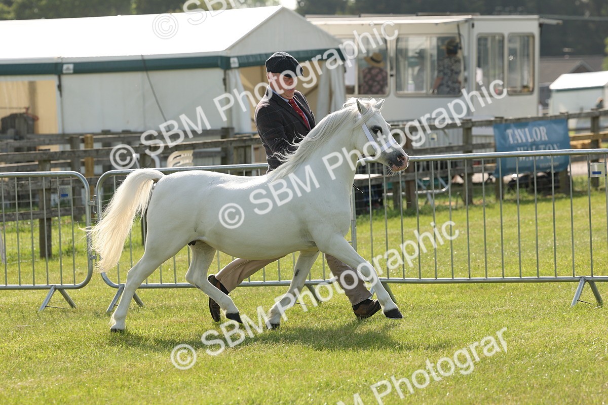 SBM_00636 - Class 6-13 - Mountatin and Moorland In Hand Welsh Breeds
