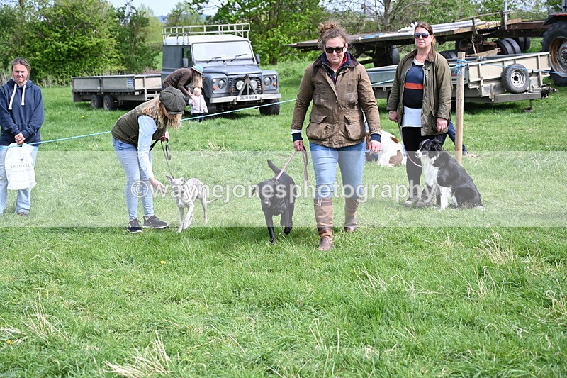 WJ6_9081 - Class 8 Best Working / Gun Dog or Bitch