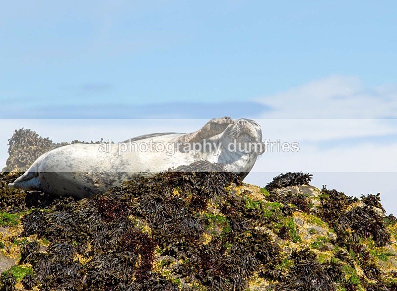 _CNP0461 - Farne Isles