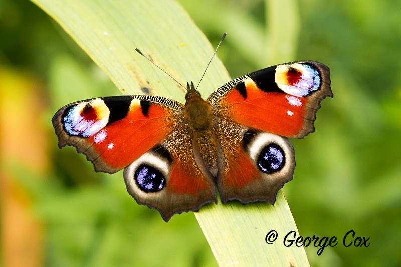 Peacock - British Butterflies